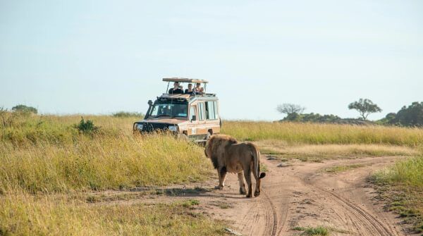 Von Rügen auf Safari: Welche Safari eignet sich für Familien mit Kindern?